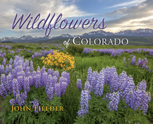 wildflower-cover